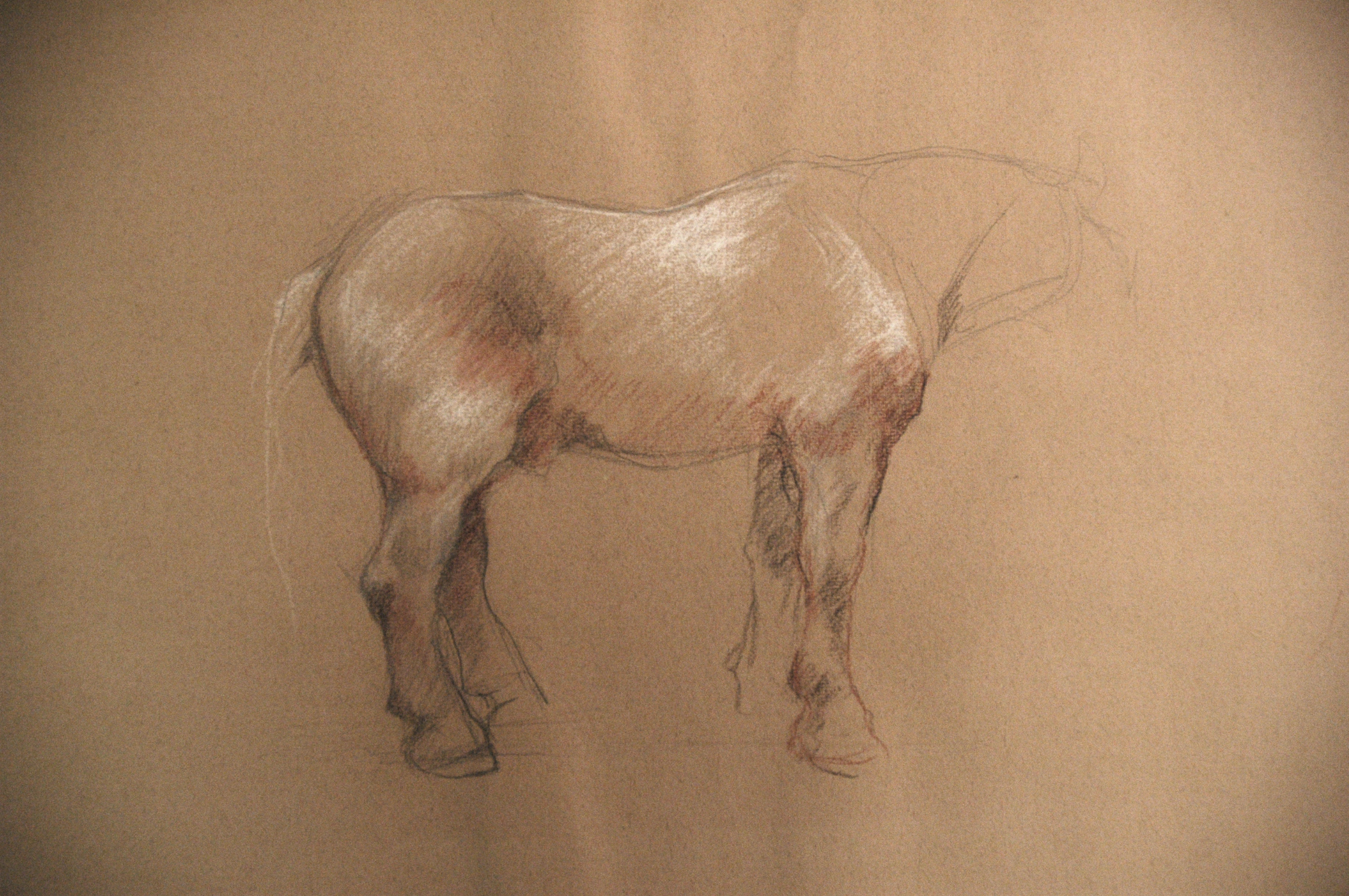 Horse Study